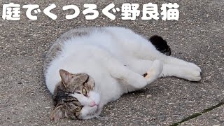 新入りなのに一番くつろぐ野良猫