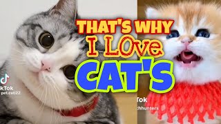 Funniest Cat&#39;s Compilation | Cat&#39;s Fail | Animals Funny Videos Compilation #1