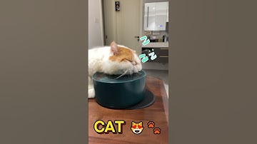Lazy Cat Takes a Nap on the Water Bowl 🐾 | Funny Cat Moments #adorablecats #catplaying #funnypets