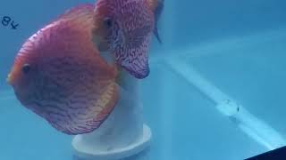 Pigeon Blood Discus Preparing to Spawn