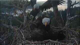 Shadow brings a very early breakfast 27.05.2026 @FOBBVCAM