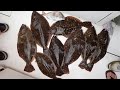Great Summer Flounder (Fluke) Fishing Until it Wasn't! Can You See Why?