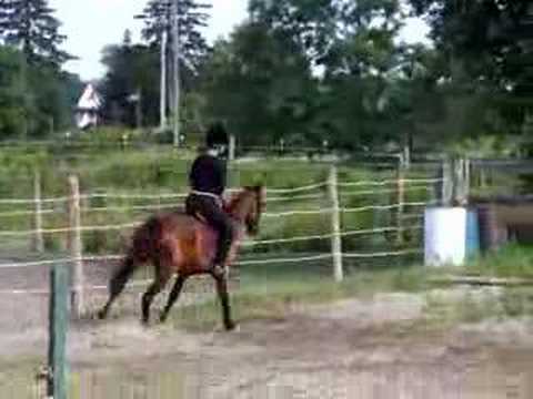 Standardbred Cantering