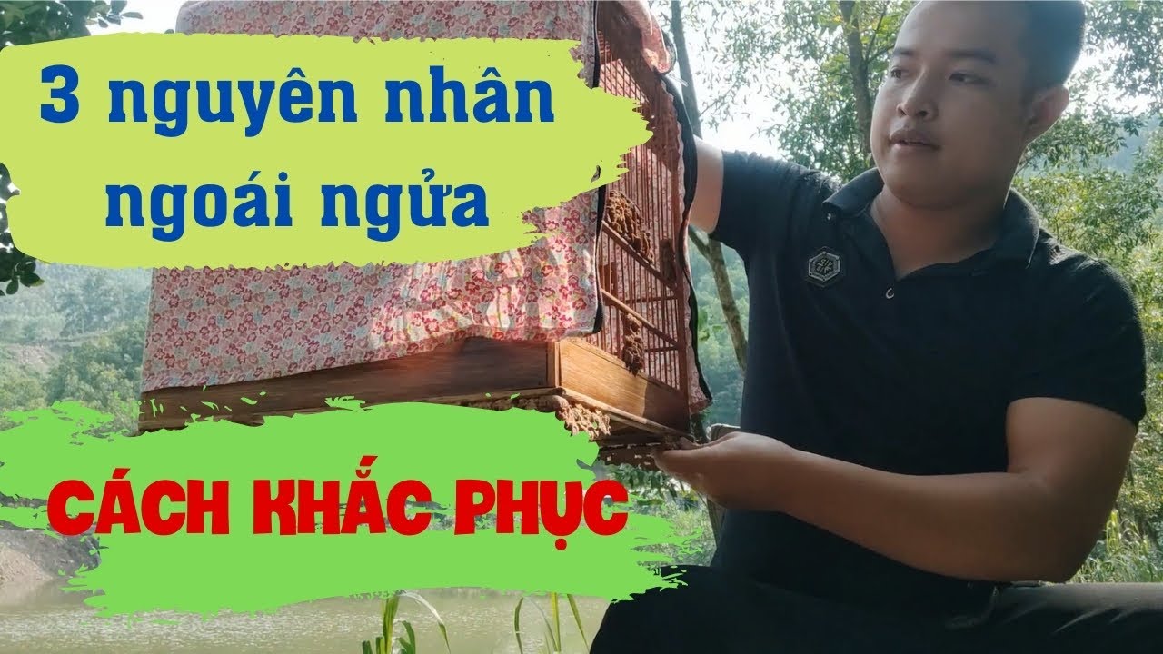 3 Nguyên Nhân Gây Ngoái Ngửa Cho Chim Và Cách Khắc Phục| Toản Chào Mào 086.2222.913!