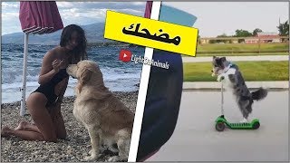 كلاب مضحكة جدا- أفضل فيديو مضحك عن الكلاب | اتحداك ان لا تضحك 2018