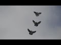 Полеты на Марганецком голубедроме  13 05  22г