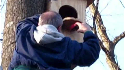 Barred Owl Nest Box Build