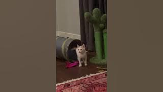 cats 5E36C631 BC2E 458F 89D5 E647786C79D6