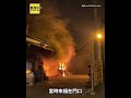真是「來福」！花蓮鐵皮屋大火 忠犬狂敲門救主