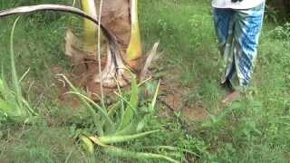 The new technique of coconut cultivation,தென்னை சாகுபடியில் புதிய தொழில் நுட்பம்