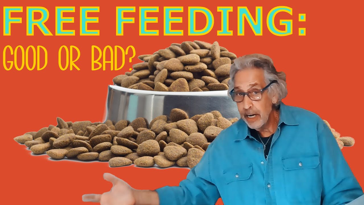 Is FREE FEEDING Good For Your Pet YouTube