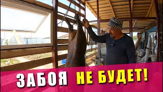 ЧТО ДЕЛАТЬ с Поросенком? Очередной забой - ВСЕ ХОТЯТ КУПАТ! Новый курятник своими руками / Свиноводы