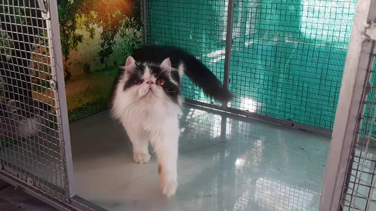 tk Persian cats coimbatore YouTube