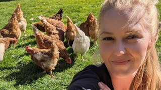 Spring on the Homestead: Chicks, Goats, and Sprinklers!