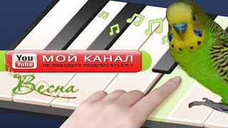 КРАСИВОЕ ВЕСЕННЕЕ ПЕНИЕ ПОПУГАЯ/ПОЮЩИЙ ПОПУГАЙ/ПЕНИЕ ПТИЦ/ГОЛОСА ПТИЦ/зеленый попугайчик TV КРАСИВОЕ ВЕСЕННЕЕ ПЕНИЕ ПОПУГАЯ/ПОЮЩИЙ ПОПУГАЙ/ПЕНИЕ ПТИЦ/ГОЛОСА ПТИЦ/зеленый попугайчик TV