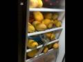 Lets Store Mangoes #trending #youtubeshorts #foryou #viralvideo #shorts #mango