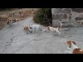 Schweizerischer Niederlaufhund + Schweizer Laufhund + Sabueso naranja + mascotas