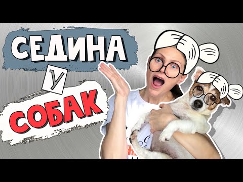 Ранняя СЕДИНА У СОБАК: причины и профилактика/ Почему собака седеет/ Старость у собак