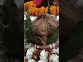 ham gye mosi ji ke savamani me #song #sorts #itsk