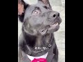 豪雪×神ワンコ！スノーチェーンを届けた衝撃の救出劇 #犬 #動物 #動物世界 #面白い #funny