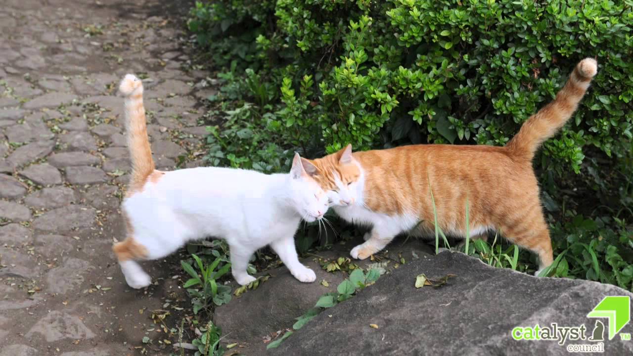 Image result for Massage to Calm an Anxious Cat - YouTube