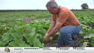 Pumpkin farmer turns to cover crops in response to weather drought, heavy rain
