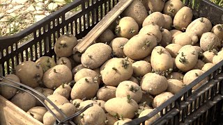 Пора ли сажать картошку На этот вопрос ответил агроном Виталий Гудков