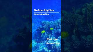 butterflyfish redsea #butterflyfish #redsea #animals #coralreef