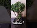 Guess the name of this plant?