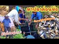 สูบปลาข้อนท่อ กับ ทีมนอนน้อย ►Fishing lifestyle Ep.710