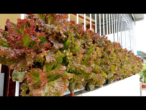 Take advantage of the fence, grow extremely lush vegetables to provide for the family