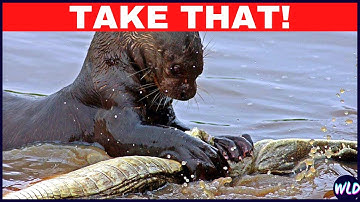 10 Times Crocodiles Messed With The Wrong Opponent #2