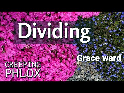 Videó: Flox növények hasítása: hogyan és mikor kell felosztani a floxot a kertben