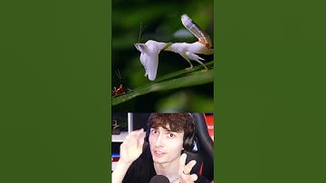 KUNG FU MANTIS VS GIANT MANTIS.. #Shorts