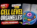 Cell Structure to Mechanism 🚀 Plasma Membrane Explained | HAP Unit 1 Pharmacy
