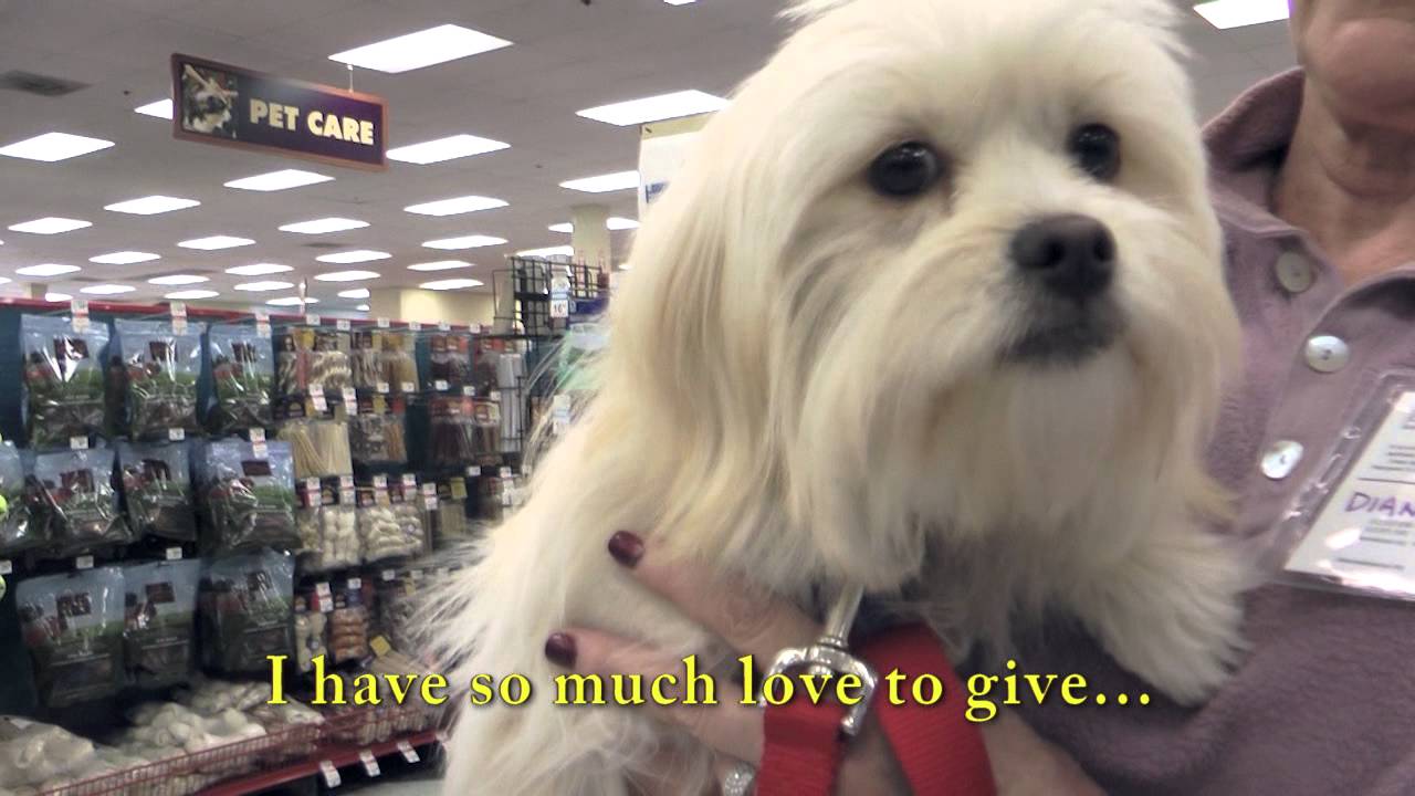 midtergang Parametre Dare Rex: Lhasa/Maltese mix, 10 months, male, 11 lbs. - YouTube