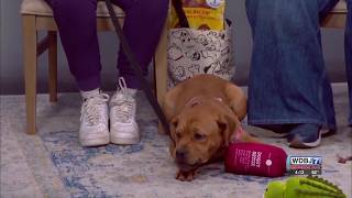 Pet Talk: Travel Safety Tips