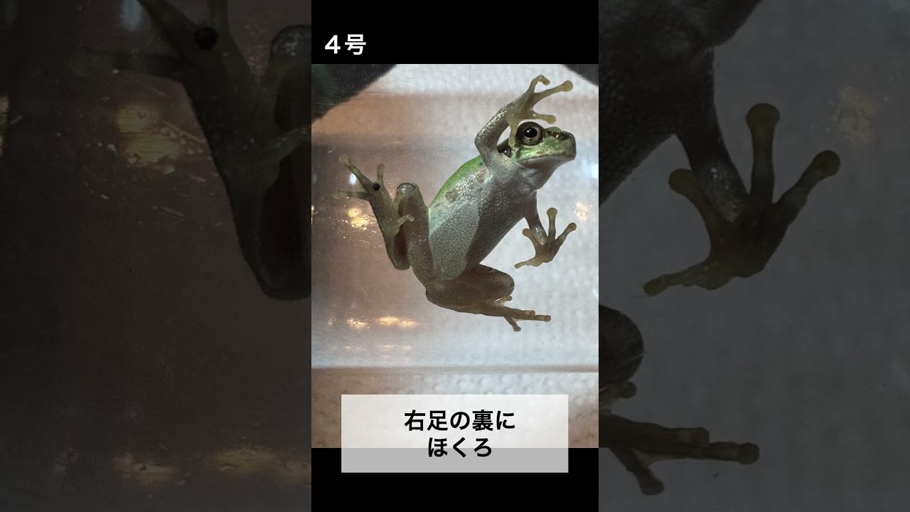 Introducing the Unique Features of Tree Frogs 1 to 6 | I Want to