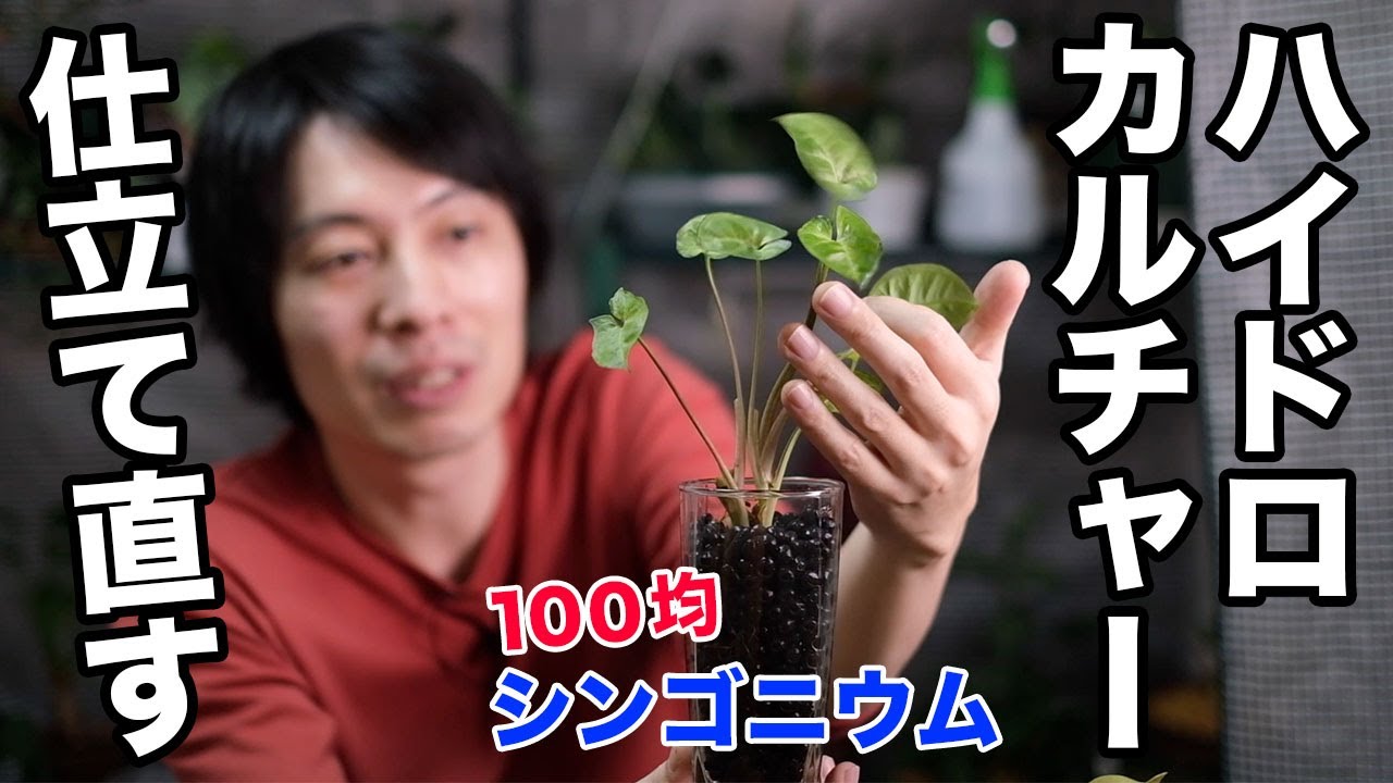 多肉植物 死にかけのアロマティカス復活なるか 茎を細切れにして用土に挿し木してみた 観葉植物 Youtube