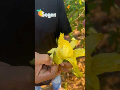 Mangga Pisang sudah