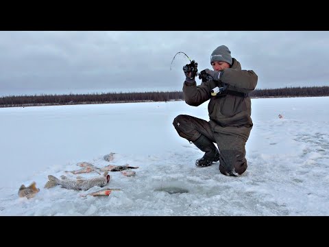 РАЗГИБАЮТ И ЛОМАЮТ КРЮЧКИ! ТРУДНО ПОВЕРИТЬ, ЧТО В ЛУНКАХ СТОЛЬКО РЫБЫ! Рыбалка на льду 23-24.