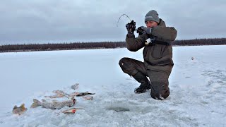 РАЗГИБАЮТ И ЛОМАЮТ КРЮЧКИ ТРУДНО ПОВЕРИТЬ, ЧТО В ЛУНКАХ СТОЛЬКО РЫБЫ Рыбалка на льду 23-24.