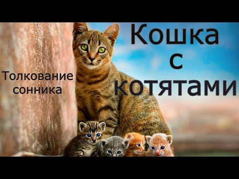 Кошка с котятами толкование сонника