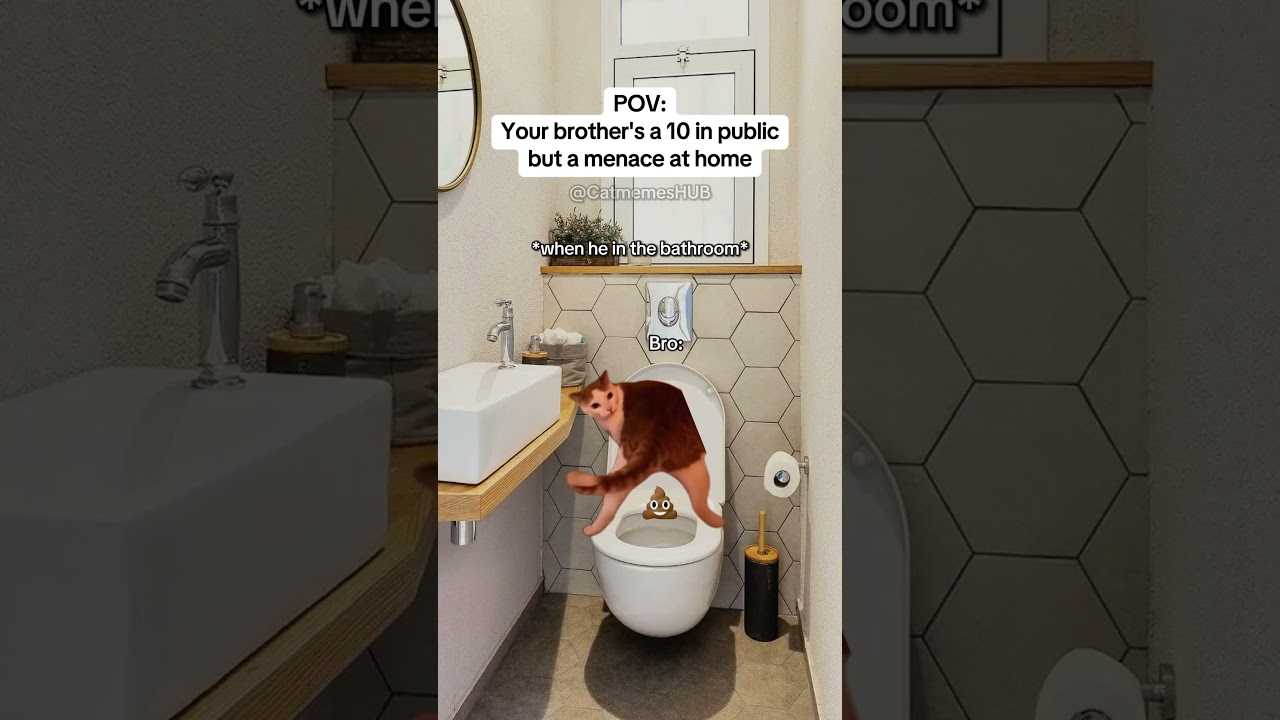 МЕМЫ С КОШКАМИ 🐱Твой брат — отличница на публике, но дома — угроза 