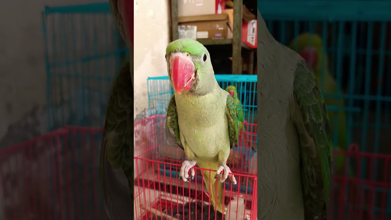 #talkingparot #funny #cat #youtubeshorts #cute