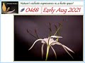 Ashrama Gardens Photo Video # 0468 - Aug 15, 2021 Edition - Early Aug 2021 Clicks