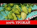 🍓7 правил хорошего урожая. Весенний уход за клубникой🍓