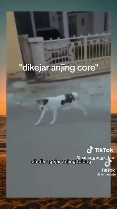 Di kejar ajing core😅🤣🤣