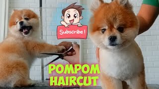 Pomeranian haircut using scissors only||pompom hairstyle|| by Groomers Archive 256 views 1 year ago 10 minutes, 46 seconds