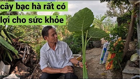 cây bạc hà ( dọc mùng ) và 5 công dụng tuyệt vời , ai dùng tốt và ai ko nên dùng